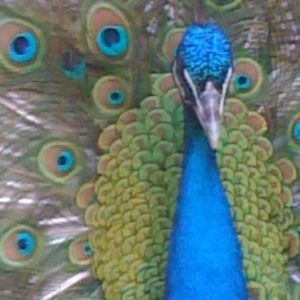 Meet your Posher, Ruth